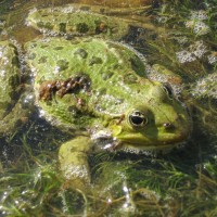 Marsh Frog
